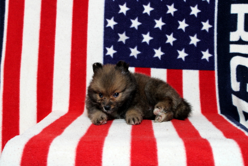 puppy, for, sale, Pomeranian, Matthew B. Stoltzfus, dog, breeder, Gap, PA, dog-breeder, puppy-for-sale, forsale, nearby, find, puppyfind, locator, puppylocator, aca